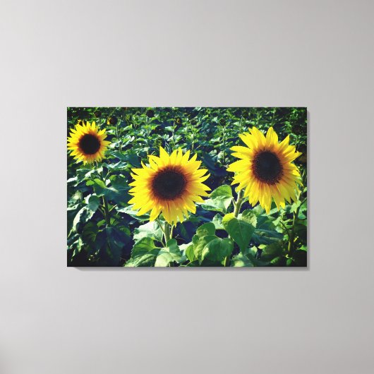 Zonnebloem Trio Verpakt Canvas Print (Voorkant)