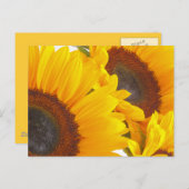 Zonnebloem Triplettes Briefkaart (Voorkant / Achterkant)