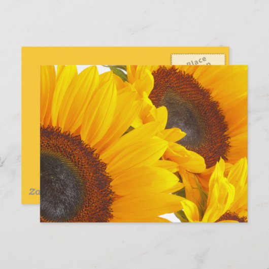 Zonnebloem Triplettes Briefkaart (Voorkant / Achterkant)