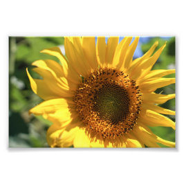 Zonnebloem uitstralen foto afdruk