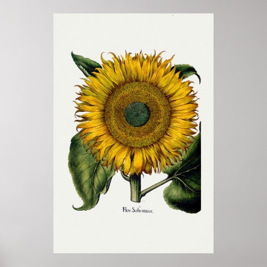 Zonnebloem van Hortus Eystettensis Poster (Voorkant)