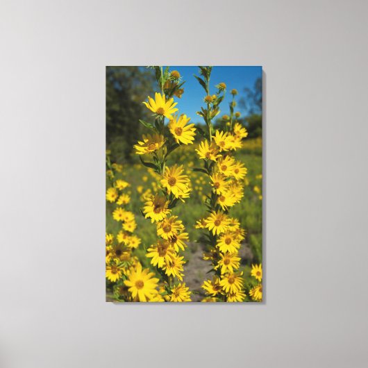Zonnebloem van Maximiliaan (Helianthus Maximiliani Canvas Afdruk (Voorkant)