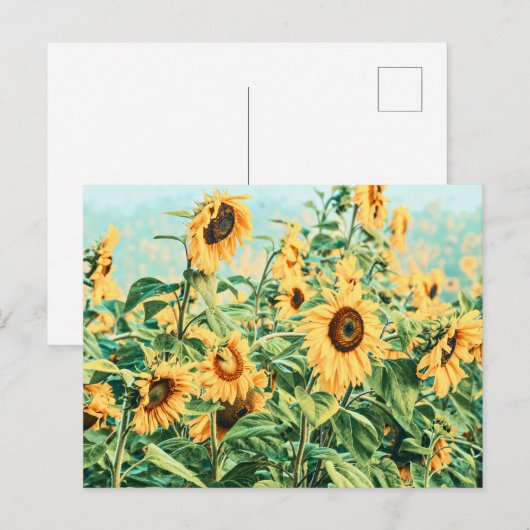 Zonnebloem Veldgele Blauwgroen Florence Design Briefkaart (Voorkant / Achterkant)