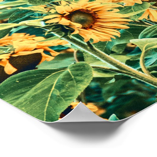 Zonnebloem Veldgele Blauwgroen tuinkunst Poster (Hoek)