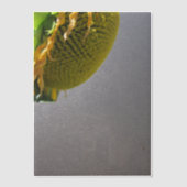 Zonnebloem Vellum Overlay Vellum Uitnodigingen (Voorkant)