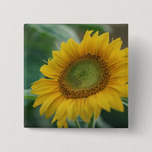 Zonnebloem Vierkante Button 5,1 Cm (Voorkant)