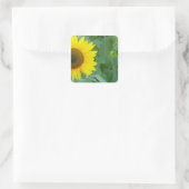 Zonnebloem Vierkante Sticker (Tas)