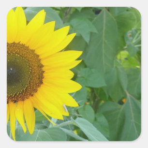 Zonnebloem Vierkante Sticker