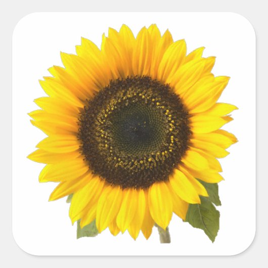 Zonnebloem Vierkante Sticker (Voorkant)