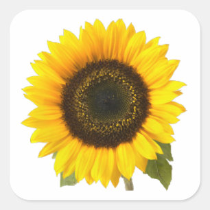 Zonnebloem Vierkante Sticker