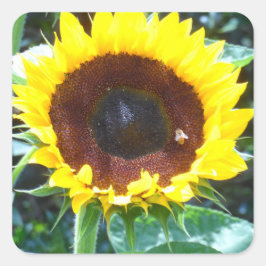 Zonnebloem Vierkante Sticker