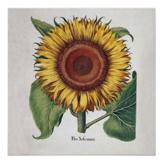 Zonnebloem Vintage Damask Flower Art Perfect Poster (Voorkant)