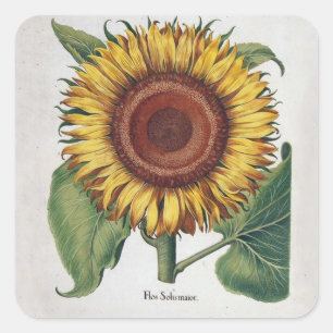 Zonnebloem Vintage Damask Flower Art Vierkante Sticker