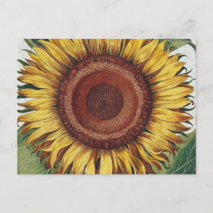 Zonnebloem Vintage Damast Bloem Kunst Briefkaart