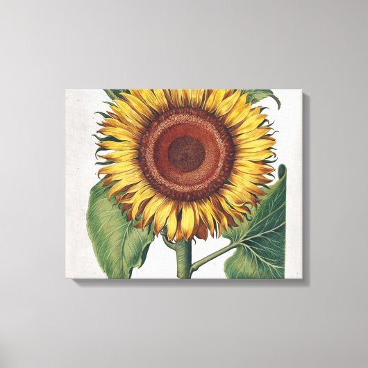 Zonnebloem Vintage Damast Bloem Kunst Canvas Afdruk (Voorkant)