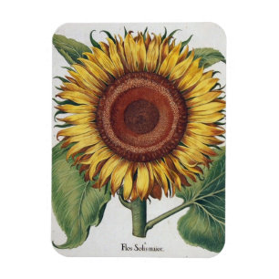 Zonnebloem Vintage Damast Bloem Kunst Magneet