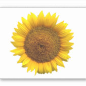 Zonnebloem vinyl sticker (Voorkant)