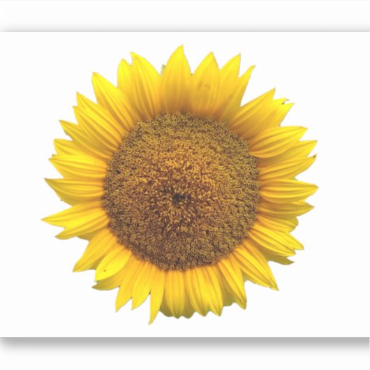 Zonnebloem vinyl sticker (Voorkant)