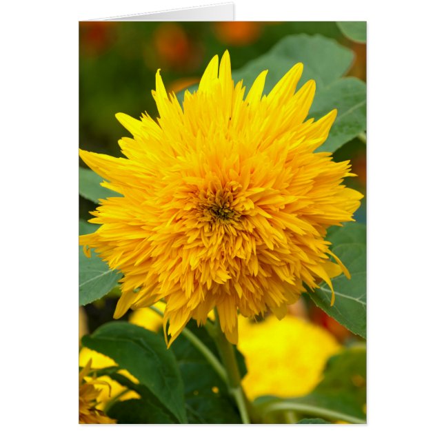 Zonnebloem voor Bloom (Voorkant)