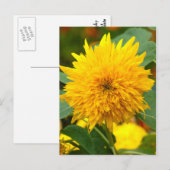 Zonnebloem voor Bloom Briefkaart (Voorkant / Achterkant)