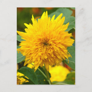 Zonnebloem voor Bloom Briefkaart