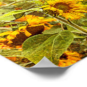 Zonnebloem Weiblad Geel  Antiek Poster (Hoek)
