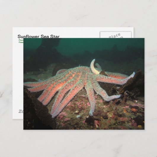 Zonnebloem Zee Star - Briefkaart (Voorkant / Achterkant)