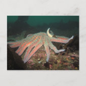 Zonnebloem Zee Star - Briefkaart (Voorkant)