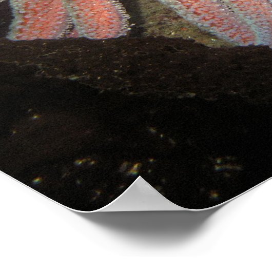 Zonnebloem Zee Star - Fine Art Print (Hoek)