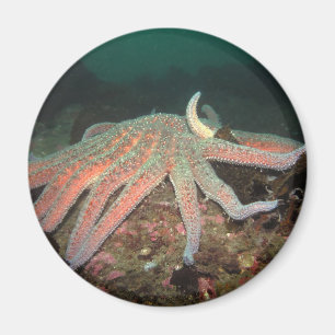 Zonnebloem Zee Star - Magnet