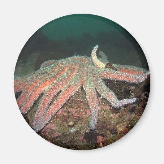 Zonnebloem Zee Star - Magnet (Voorkant)