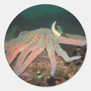 Zonnebloem Zee ster - Sticker