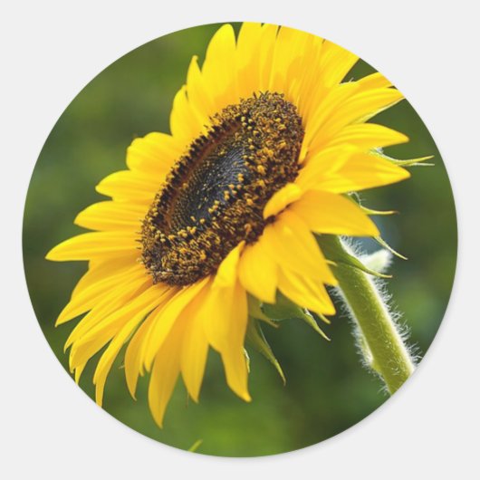 Zonnebloem zijschot ronde sticker (Voorkant)