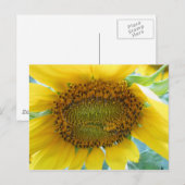 Zonnebloem Zomer Series Briefkaart (Voorkant / Achterkant)