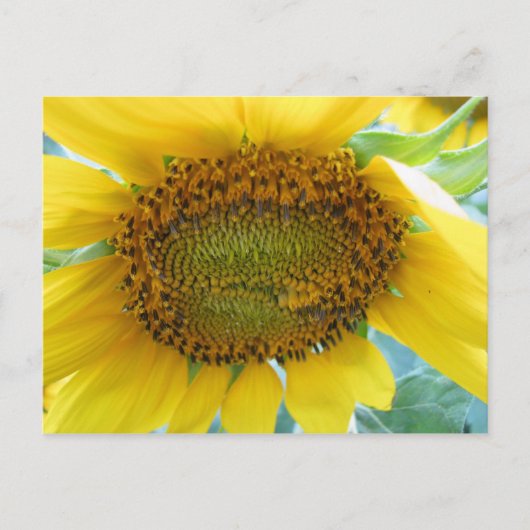 Zonnebloem Zomer Series Briefkaart (Voorkant)