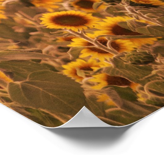 Zonnebloem Zonnebloem in een Plattelandsvelkleur 1 Poster (Hoek)