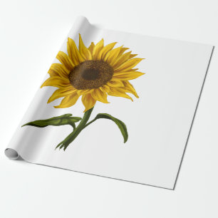 Zonnebloem Zonnebloemen Waterverf Bloem Cadeaupapier