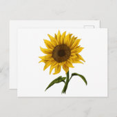 Zonnebloem Zonnebloemen Waterverf Bloem Feestdagenkaart (Voorkant / Achterkant)