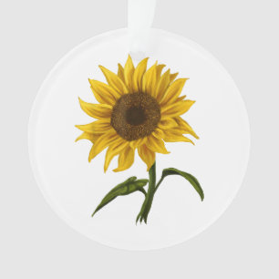 Zonnebloem Zonnebloemen Waterverf Bloem Ornament