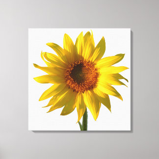 Zonnebloem Zonneschijn Canvas Afdruk