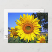 Zonnebloem, zonnesgele zonnebloem briefkaart (Voorkant / Achterkant)