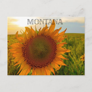 Zonnebloem Zonsondergang Briefkaart