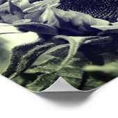 Zonnebloem, zwart en wit, dicht bij elkaar poster (Hoek)