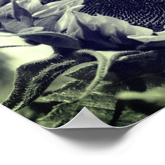 Zonnebloem, zwart en wit, dicht bij elkaar poster (Hoek)