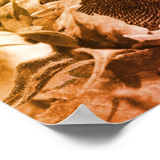 Zonnebloem, zwart en wit, geperst poster (Hoek)