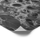 Zonnebloem zwart-wit in een veld van 16x20 poster (Hoek)