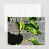 Zonnebloemblaadjes Briefkaart (Voorkant / Achterkant)