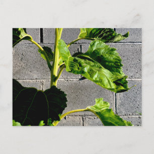 Zonnebloemblaadjes Briefkaart