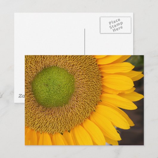 Zonnebloembloem Fotografie-Briefkaart Briefkaart (Voorkant / Achterkant)