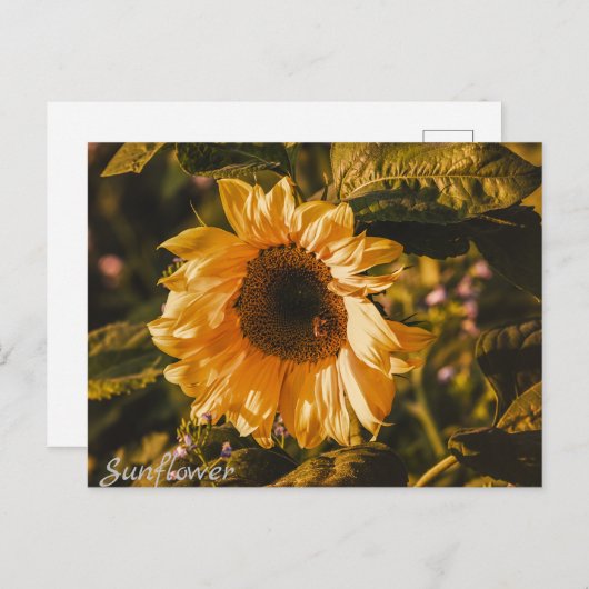 Zonnebloembrief Briefkaart Communicatie Post (Voorkant / Achterkant)